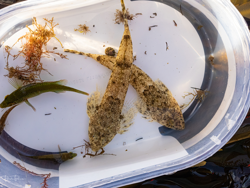 Dragonette (Callionymidae) with Corkwing Wrasse (Symphodus melops) 